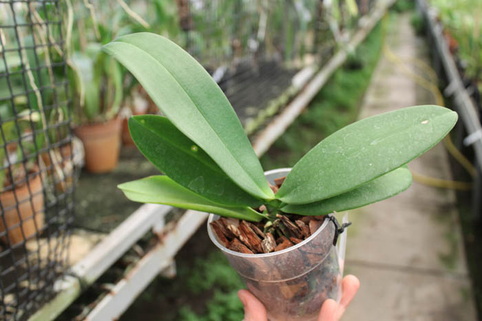 Phalaenopsis equestris alba x Phalaenopsis lindenii.jpg