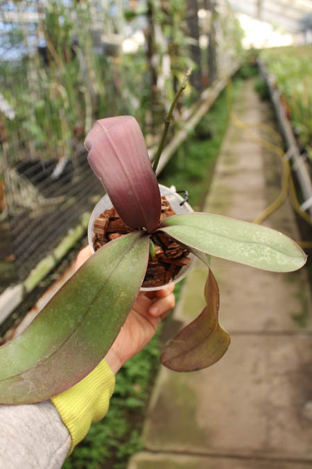 Phalaenopsis stuartiana.jpg