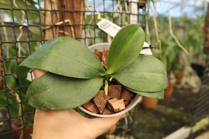 Phalaenopsis lindenii x javanica.jpg