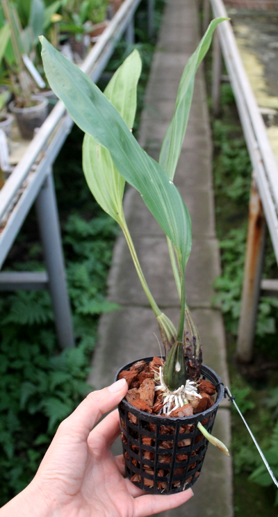 Stanhopea florida.JPG