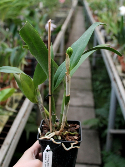 Epicattleya Siam Jade 'Avo' (Cattleya Penny Kuroda x Epicattleya Vienna Woods).JPG
