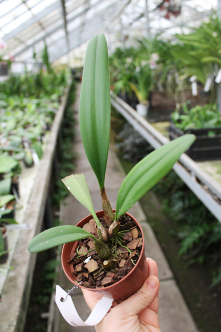 Bulbophyllum Elizabeth Ann.jpg