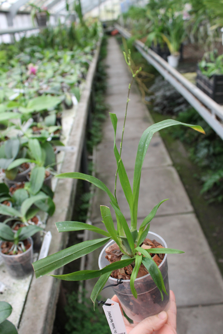 Oncidium Twinkle 'Red Fantasy'.jpg
