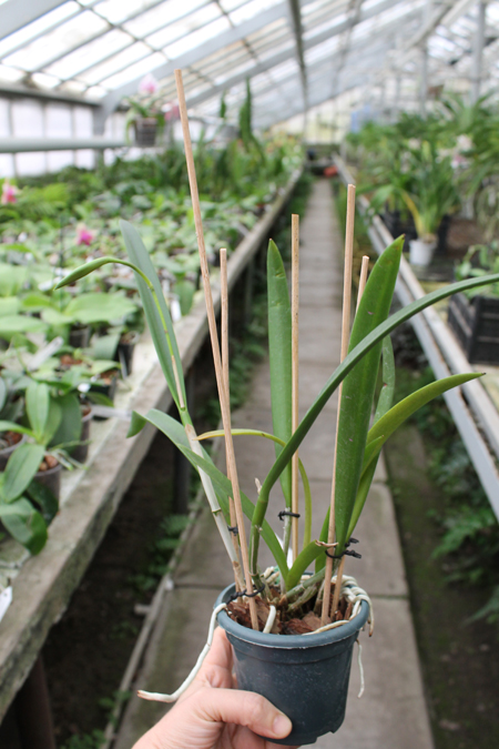 Brassocattleya Binosa 'Lynn' x Cattleya Fascelis 'Autumn Leaves'.jpg