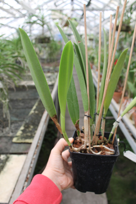 Brassocattleya Saint Andre.jpg