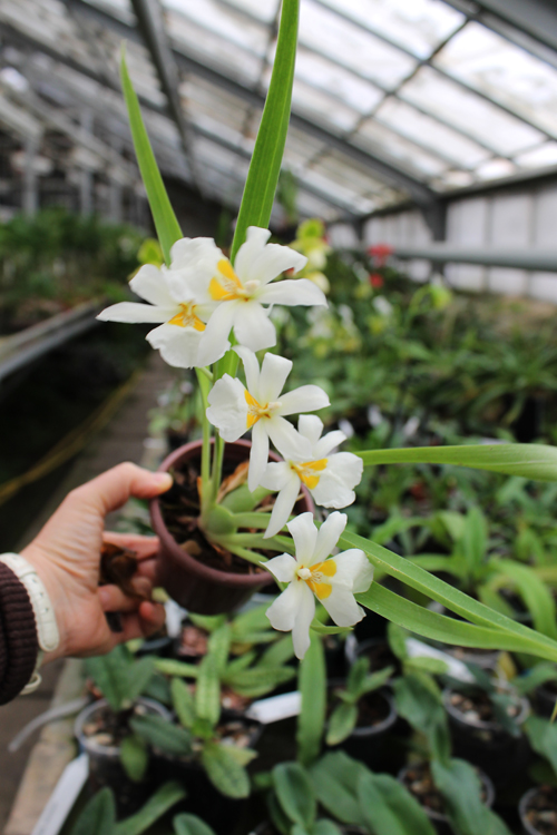 Miltoniopsis santanae.jpg