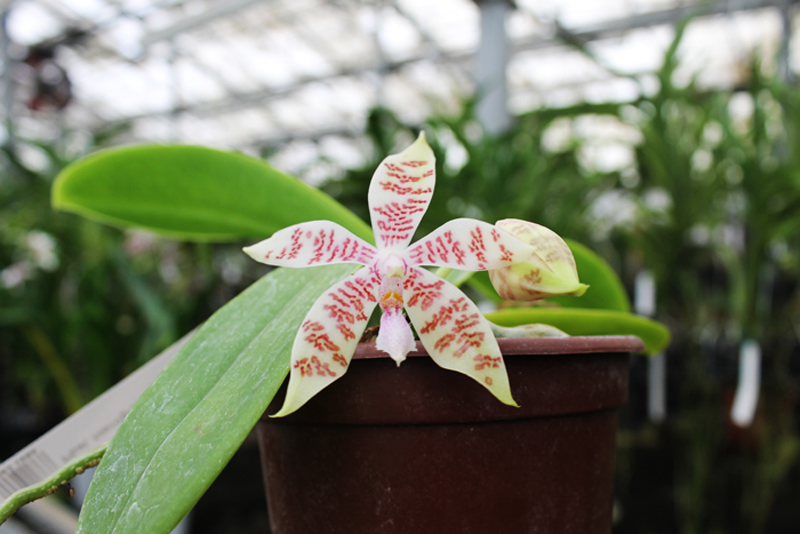 Phalaenopsis hieroglyphica.jpg