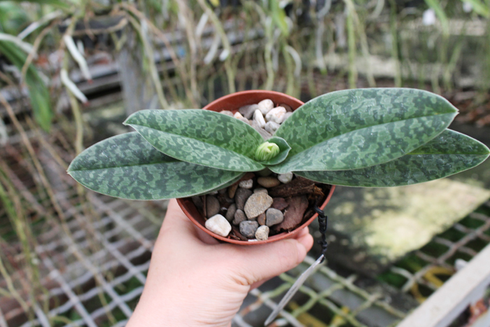 Paphiopedilum venustum alba.jpg