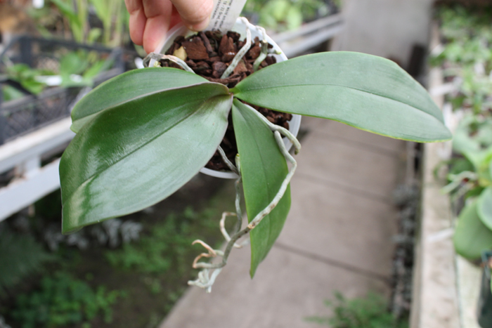 Phalaenopsis sanderiana.jpg