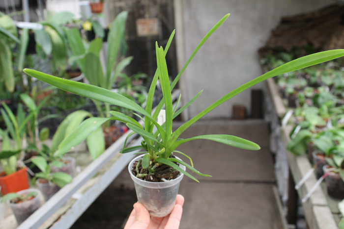 Vanda tricolor.jpg