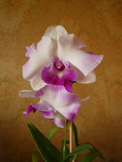 Dendrobium Anucha Flare