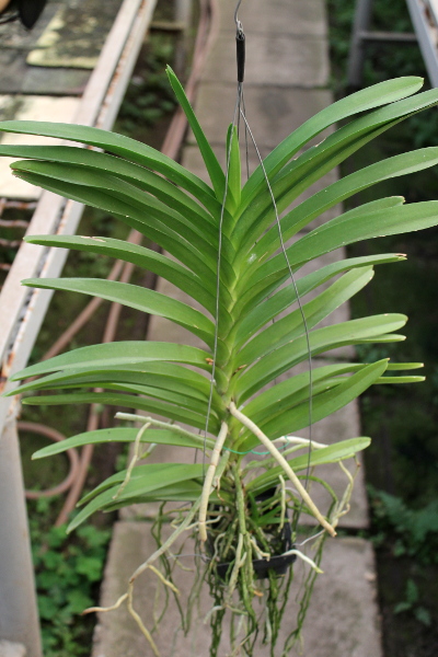 Vanda Kultana Fragrance.JPG