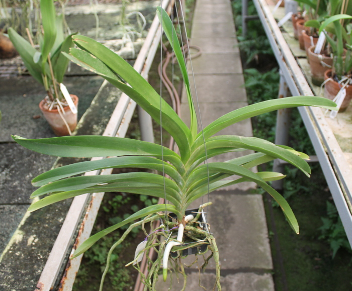 Vanda Kultana Red x luzonica.JPG