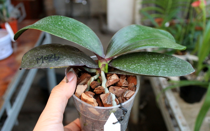 Phalaenopsis Mituo Cake 'Red'.JPG