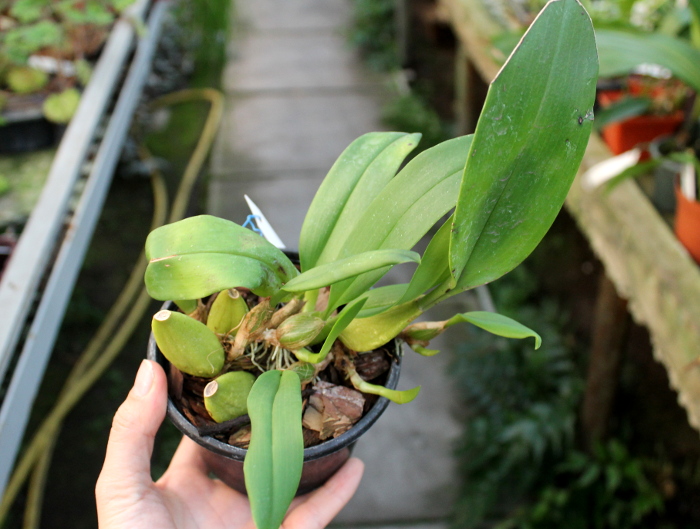 Bulbophyllum lobbii.JPG