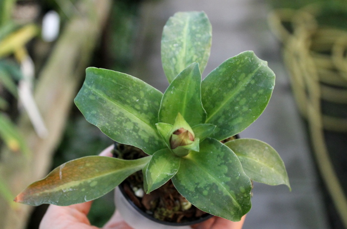 Stenorrhynchos speciosus.JPG