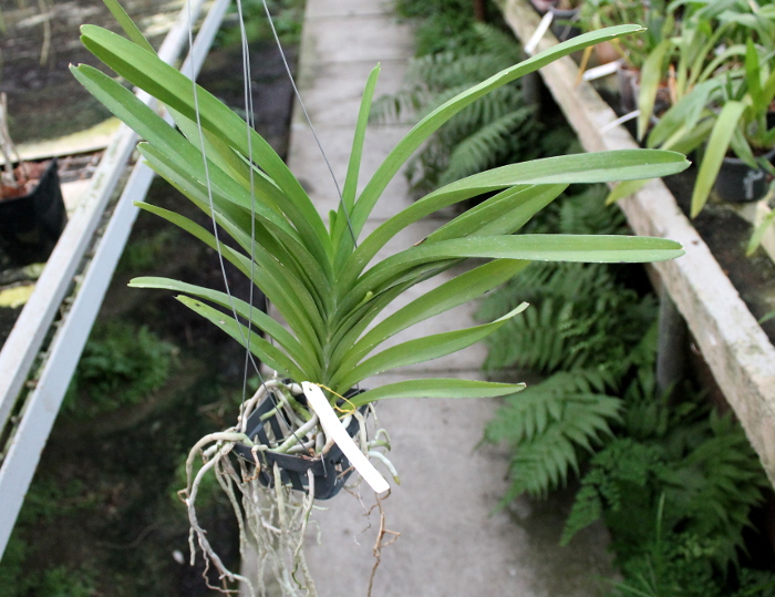 Ascocenda Princess Mikasa Pink.JPG