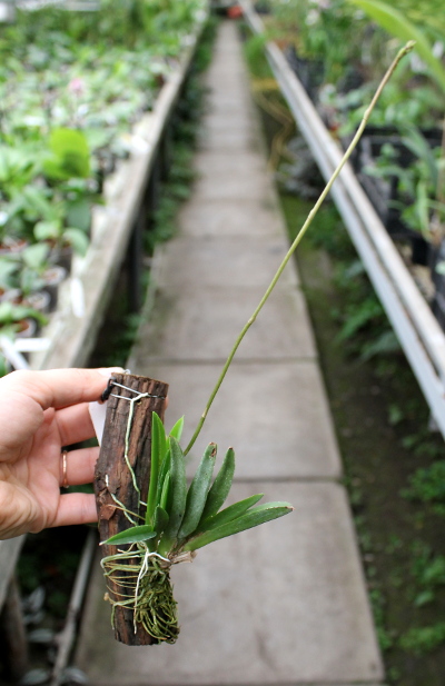 Oncidium (Tolumnia) hybrids.JPG