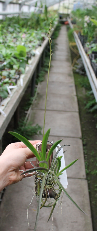 Oncidium (Tolumnia) hybrids2.JPG