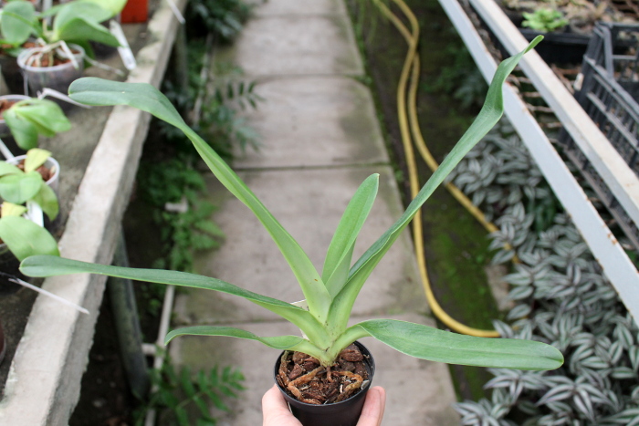 Paphiopedilum Gary Romagna.JPG