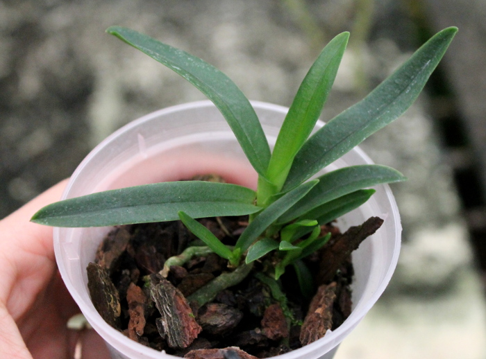 Sarcochilus fitzgeraldii x Fitzhart.JPG