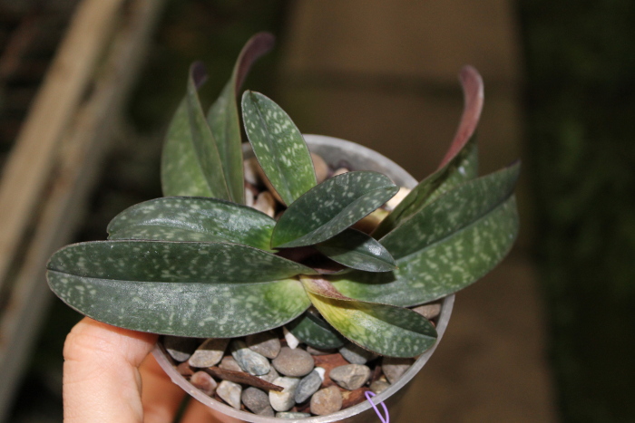 Paphiopedilum godefroyae.JPG