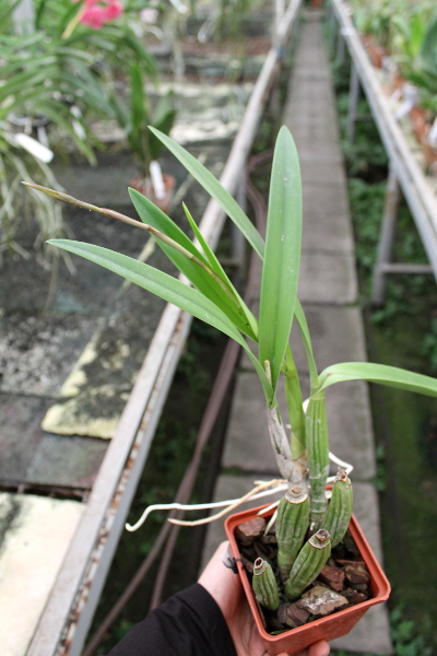 Laelia gouldiana.JPG
