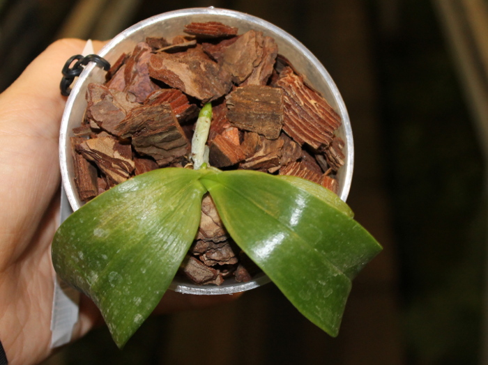 Phalaenopsis Jennifer Palermo Red x LD's Bear King 'Peter'.JPG