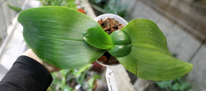 Phalaenopsis Mituo Sun Queen 'M14'.JPG