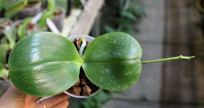 Phalaenopsis Mituo Sun King.JPG