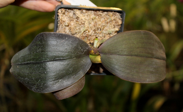 Phalaenopsis Penang x Phalaenopsis gigantea.JPG