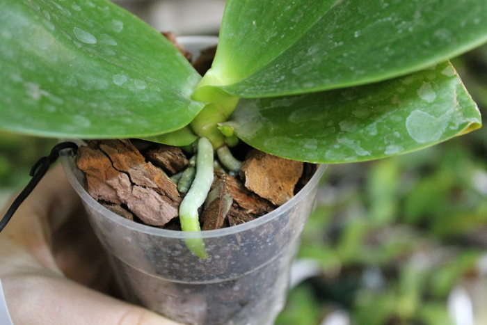 Phalaenopsis Mituo Sun King2.JPG