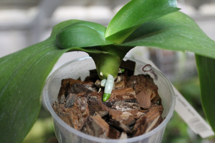 Phalaenopsis Mituo Sun Queen 'M14'2.JPG