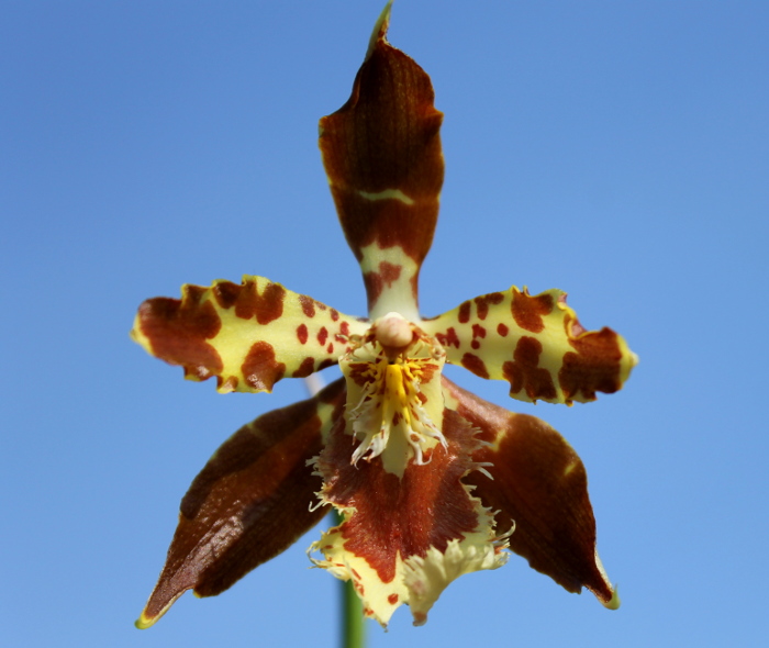 Odontoglossum sceptrum.JPG