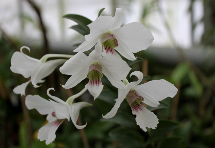 Dendrobium sanderae var. major2.JPG