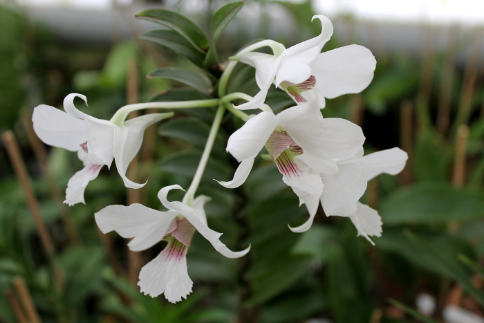 Dendrobium sanderae var. major.JPG