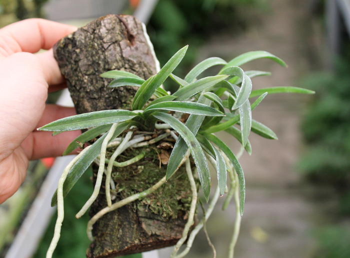 Neofinetia falcata.JPG