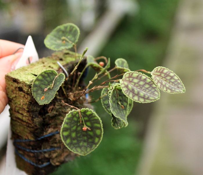 Lepanthes calodictyon.JPG