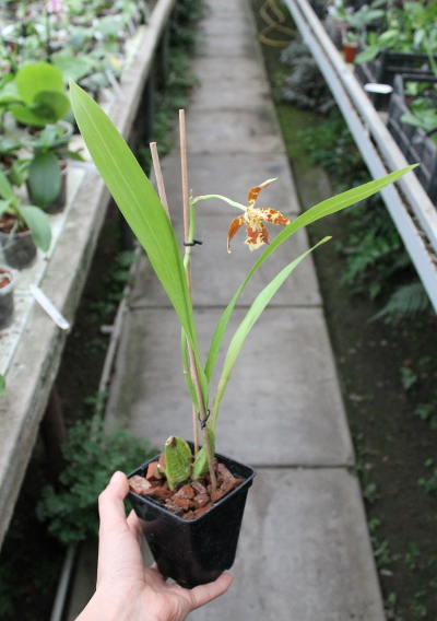 Odontoglossum sceptrum2.JPG