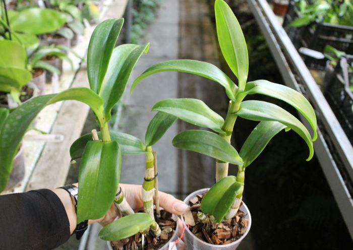 Dendrobium Jairak Spin.JPG