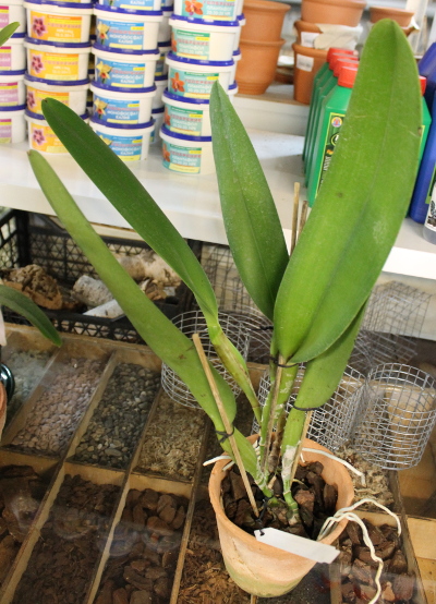 Cattleya warscewiczii sanderiana.JPG