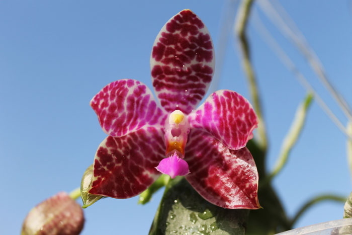 Phalaenopsis Joey (gigantea x lueddemanniana).jpg