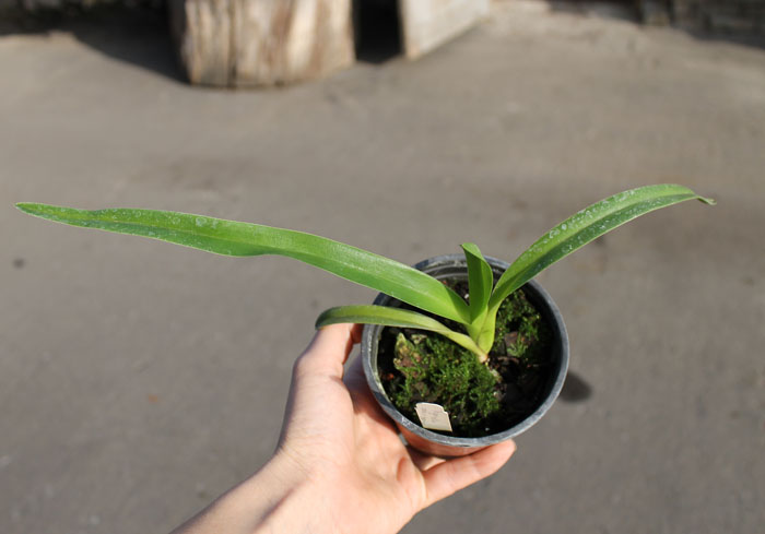 Phragmipedium caudatum var giganteum.JPG