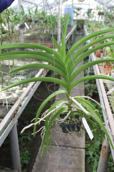Vanda Mimi Palmer Fragrance.jpg