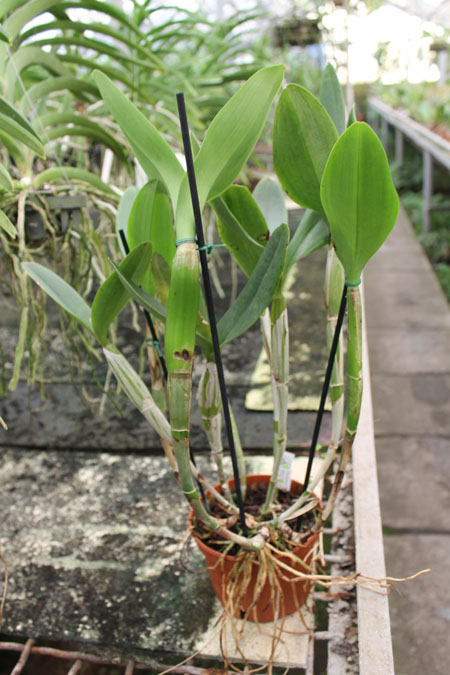 Cattleya skinneri albescens.jpg