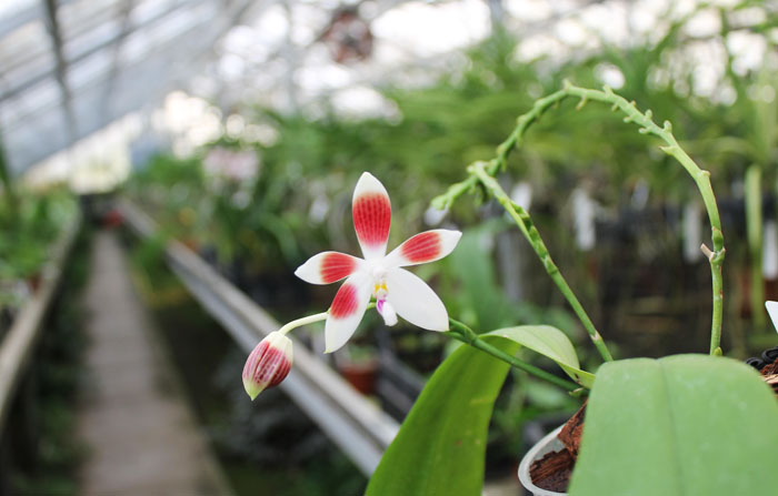 Phalaenopsis tetraspis.jpg