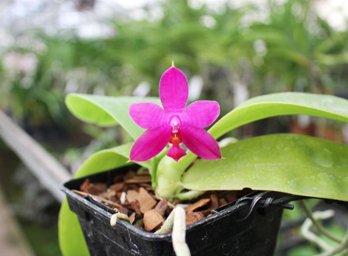 Phalaenopsis violacea 'Red'.jpg