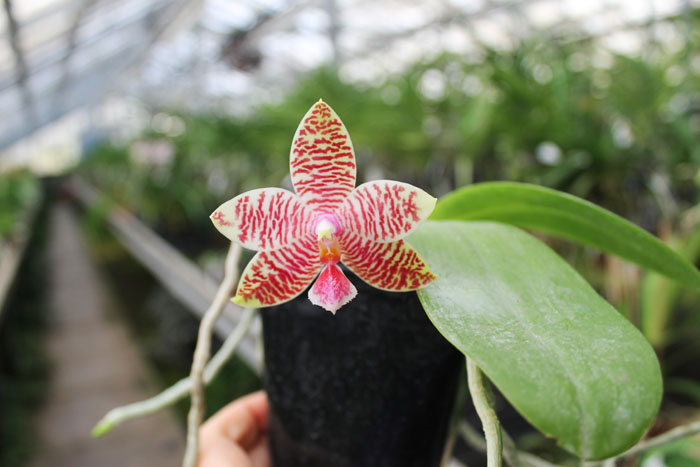 Phalaenopsis Chienlung Mosaics (Yaphon Sir x hieroglyphica).jpg