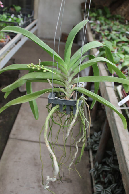 Rhynchovanda Sri Siam x Rhynchostylis gigantea, red.jpg