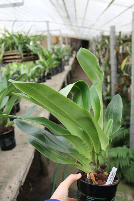 Paphiopedilum Velvet Spot x Lancer.jpg